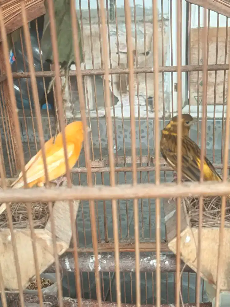 Kenari betina 2 ekor siapan burja