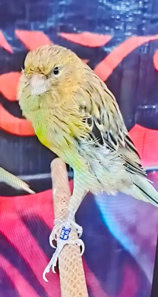 Kenari postur mewah big size