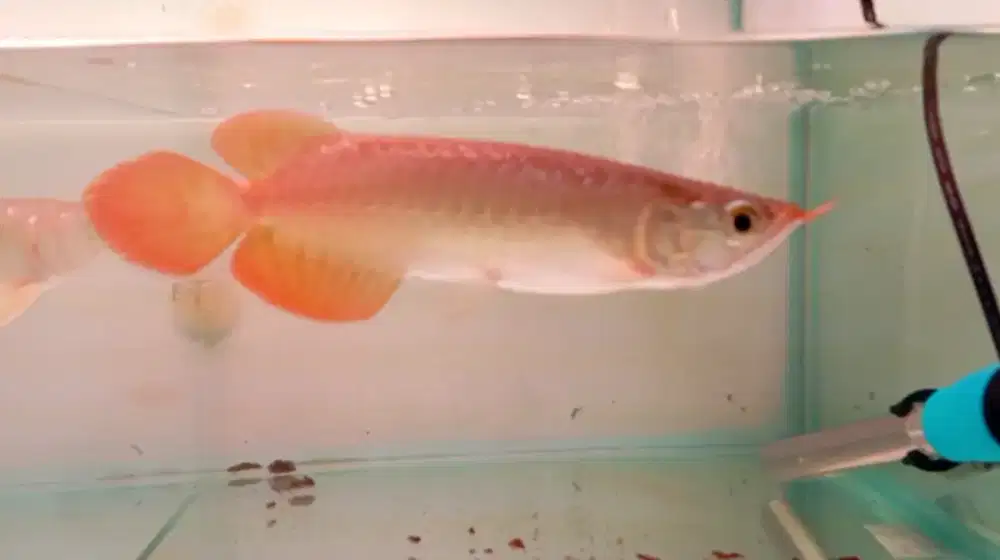 Arwana super red  21cm