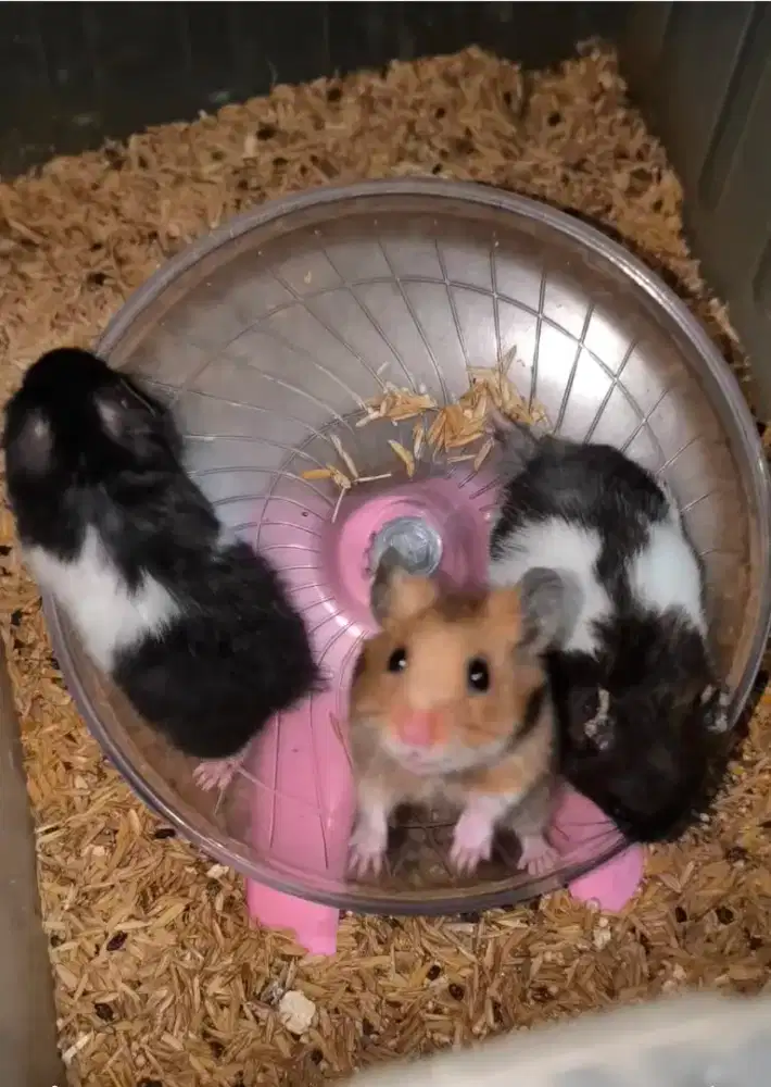 Hamster lucu dan sehat