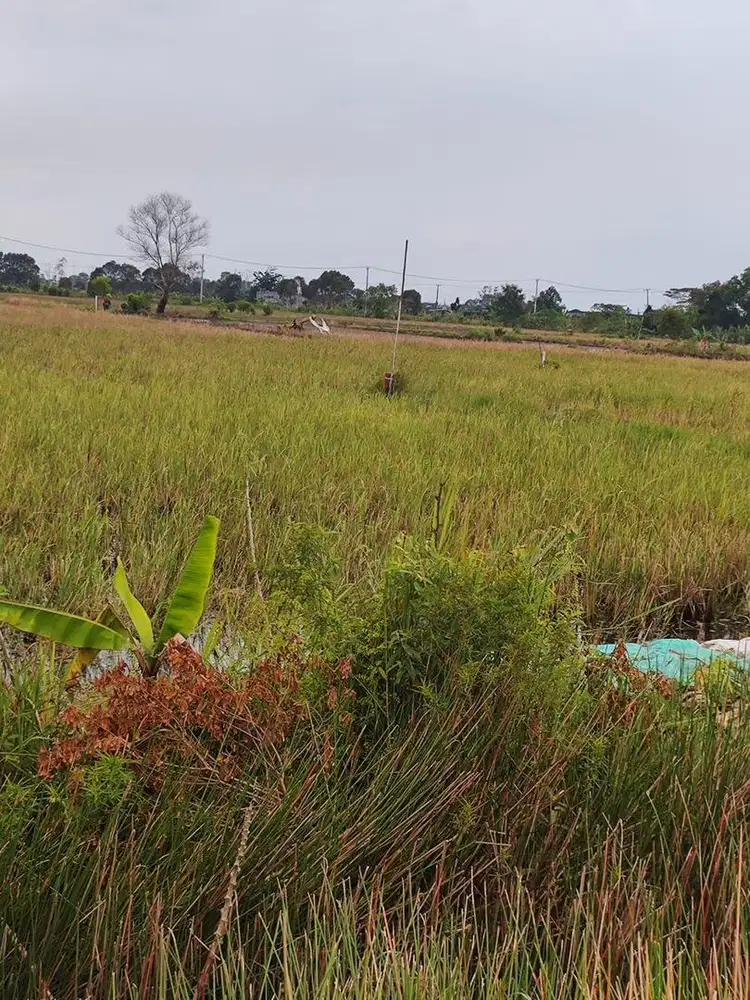 Dijual lahan/sawah
