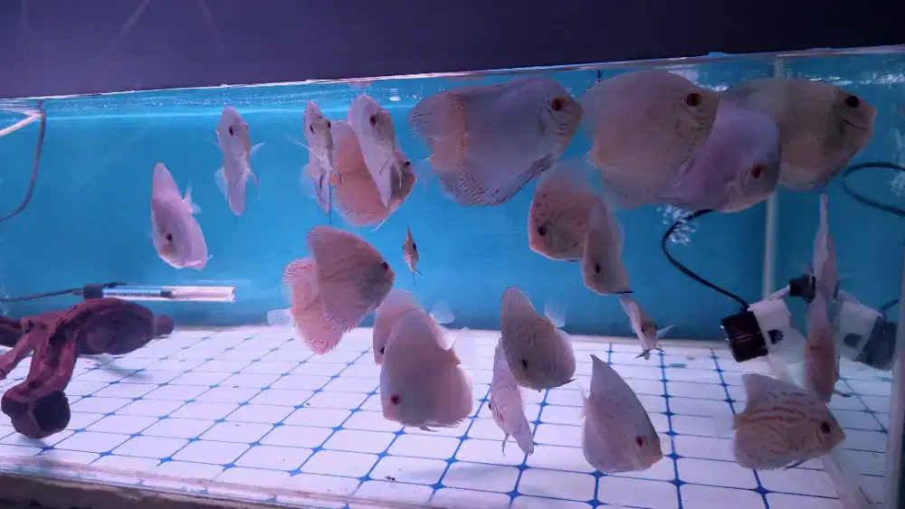 Ikan discus 26ekor murmer .