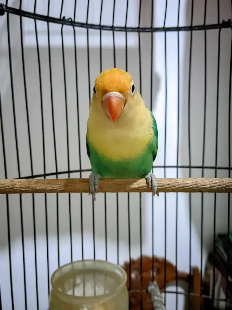 Lovebird Biola PB Turquoise