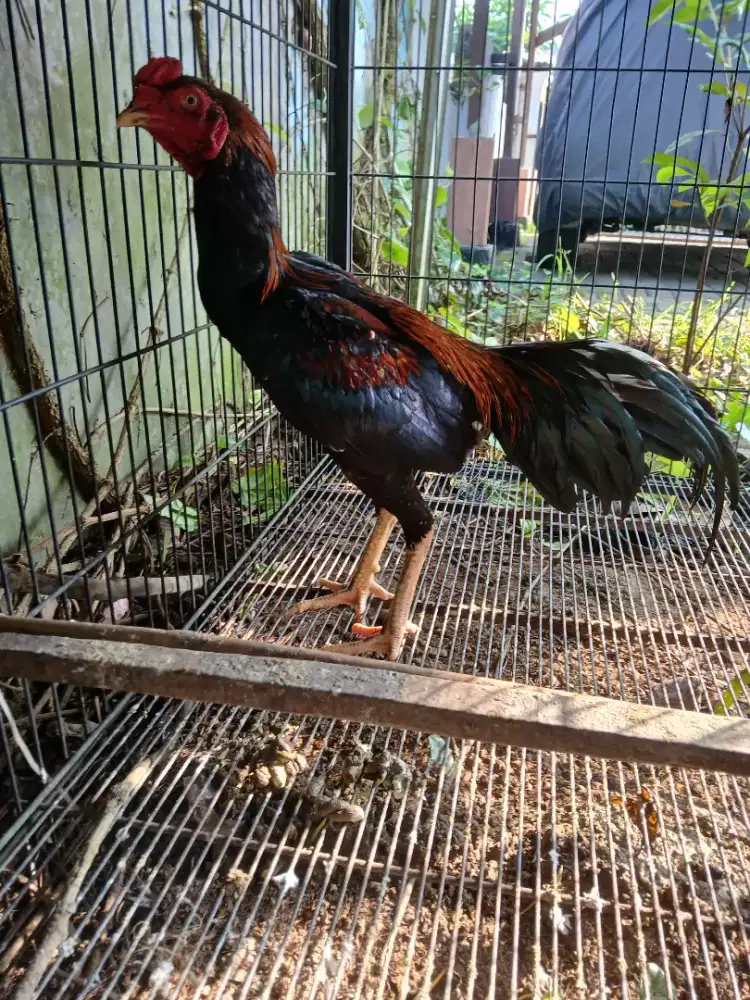 Ayam bangkok muda