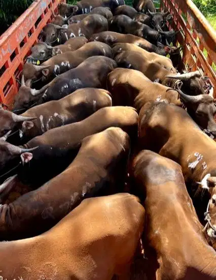 sapi bali 300kiloan siap sapi kurban 2026 rawatan kandang jamin manteb