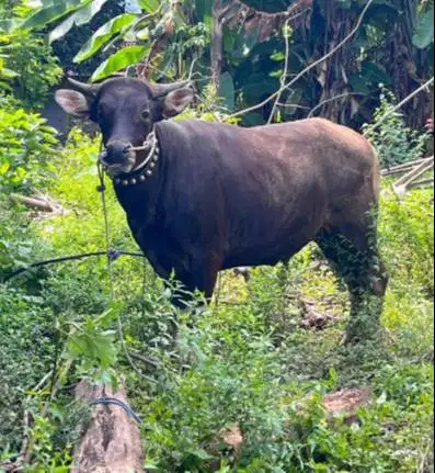 sapi bali 325kiloan siap sapi kurban 2026 rawatan kandang jamin manteb