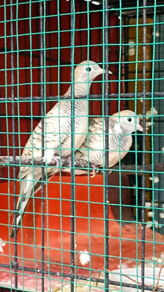 Perkutut silver sepasang