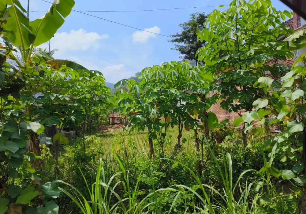 DIJUAL TANAH SUPER STRATEGIS COCOK UNTUK PERTOKOAN DI TRENGGALEK