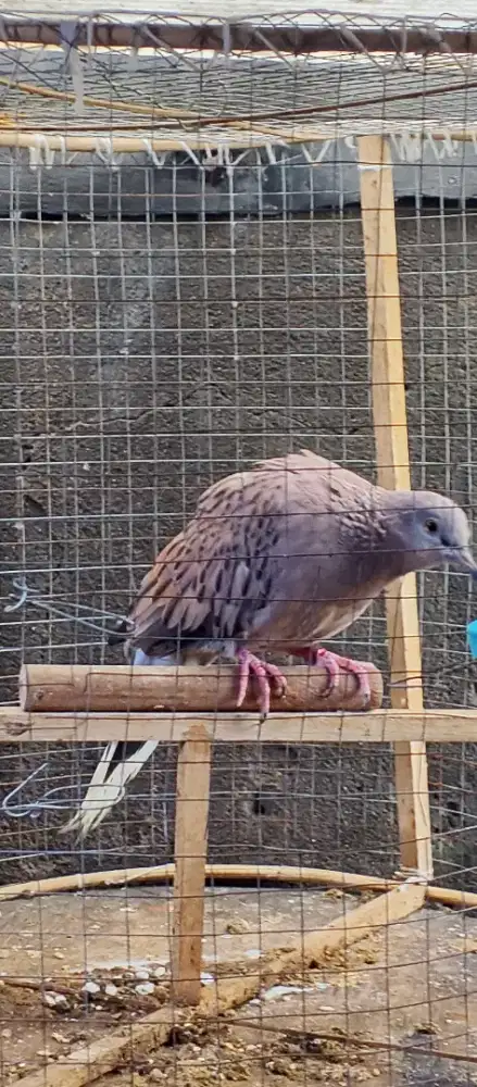 Tekukur leopart drak kuk 2 paten