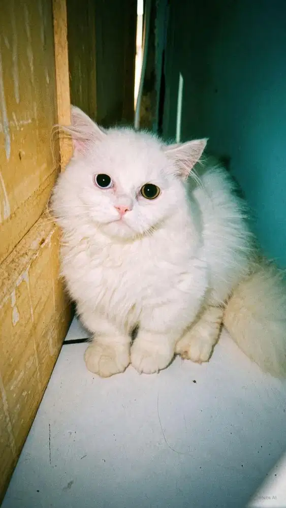 Kucing munchkin odd eyes betina 5 bulan