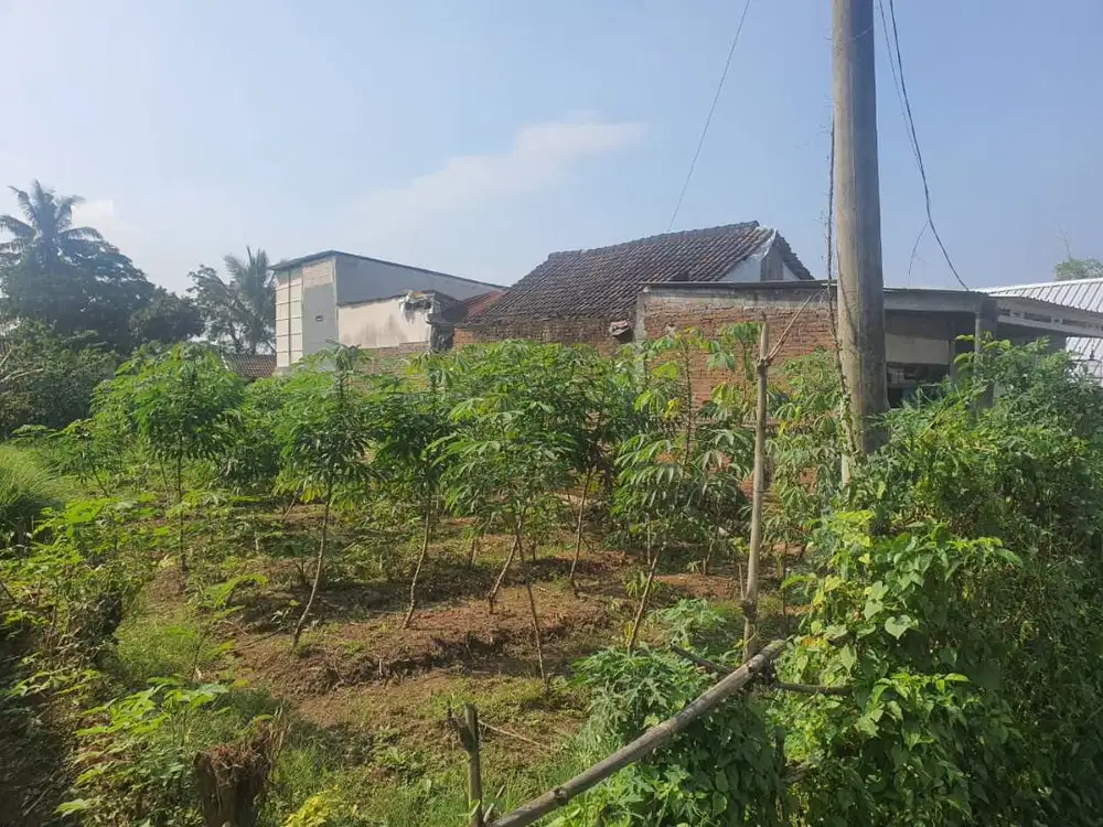 Tanah 405m² Pakis Malang 1,75jt/m Surat Aman Nego Tipis