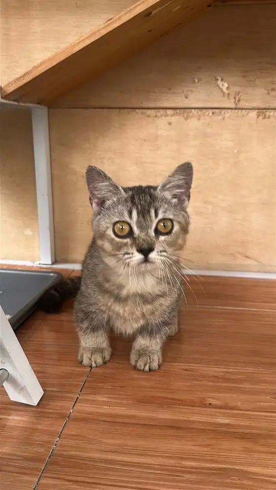 Munchkin bsh golden ny25 jantan 3 bulan