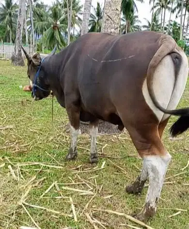 sapi bali 325 kiloan superan layak hewan qurban terbaik 2026 jamin top