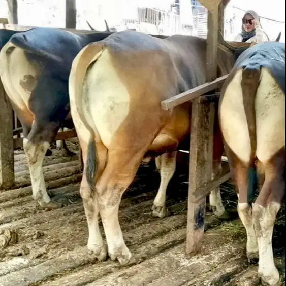sapi bali 325 kiloan superan layak hewan qurban terbaik 2026 jamin top