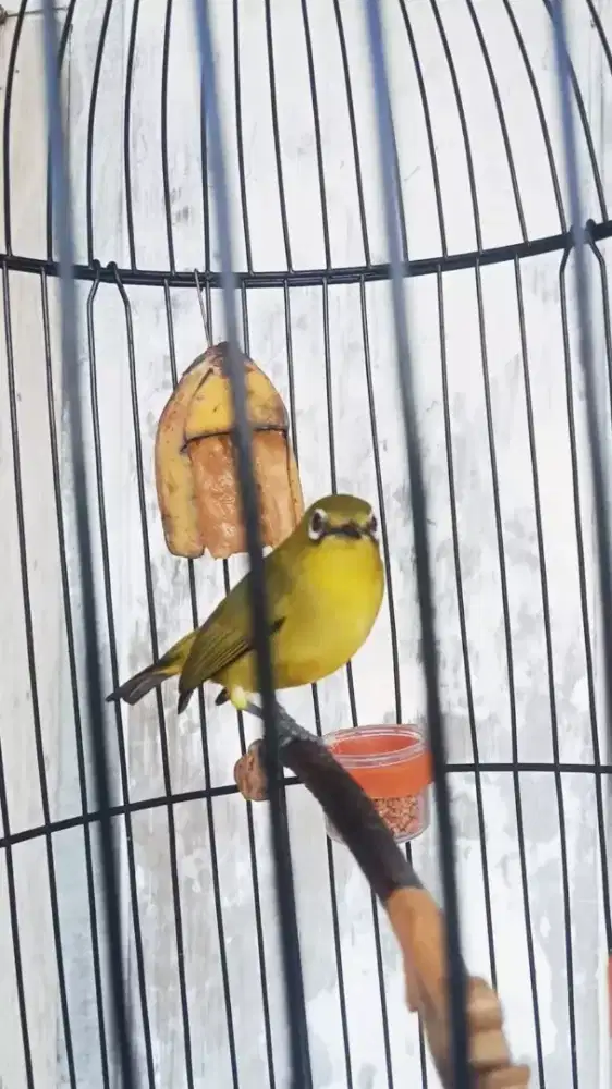 Burung dakun pacitan