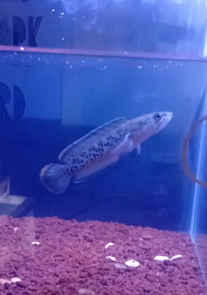 Channa stewarti 11cm