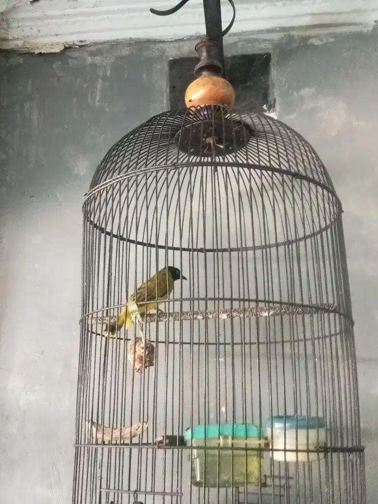 Burung kutilang sutra fs