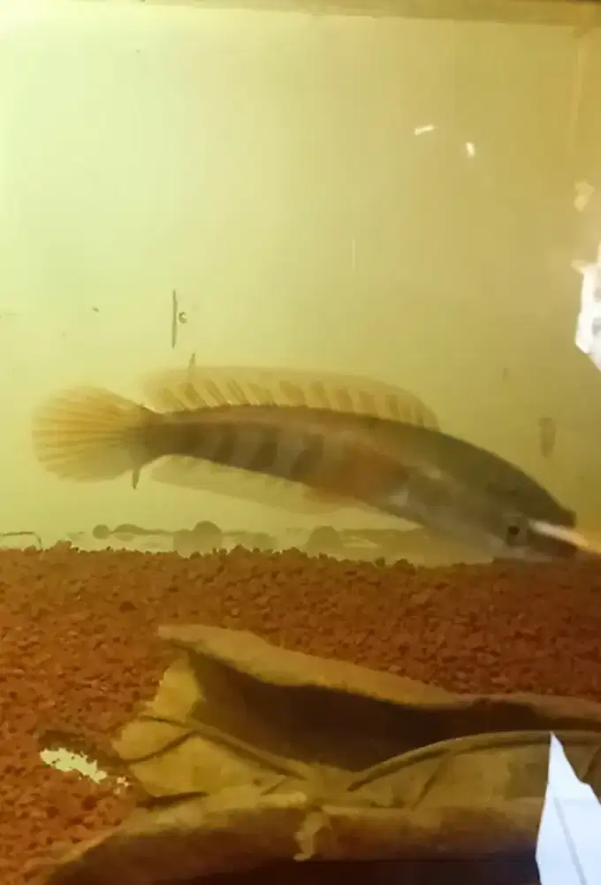 Channa red barito simet 10cm