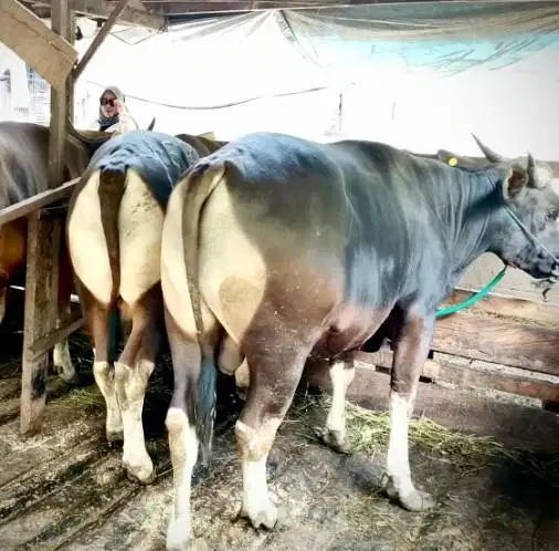 sapi bali super 325kiloan siap sapi kurban 2026 rawatan kandang manteb