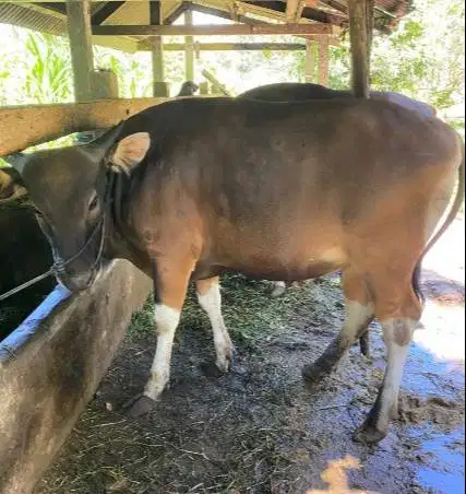 sapi bali super 325kiloan siap sapi kurban 2026 rawatan kandang manteb