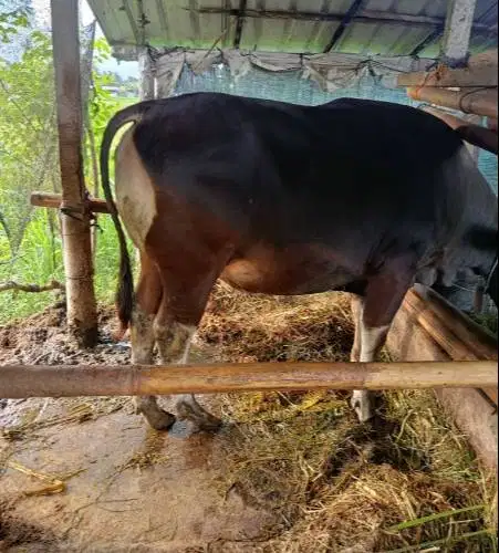 sapi bali super 325kiloan siap sapi kurban 2026 rawatan kandang manteb