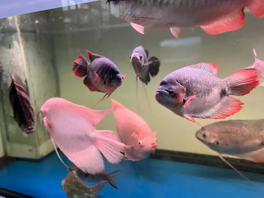 Ikan hias predator (Gurame Albino, Padang, Sabah)