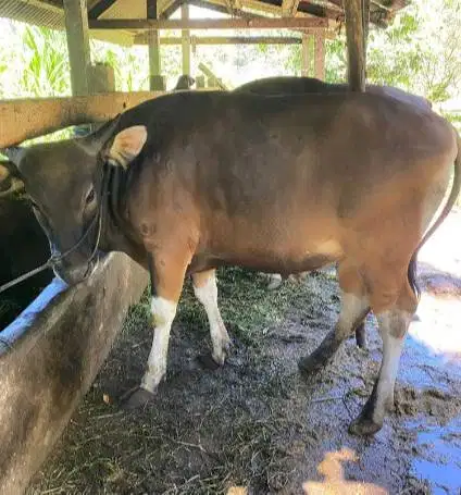 sapi bali qurban 325kiloan superan siap hewan kurban 2026 jamin manteb