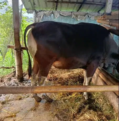 sapi bali qurban 325kiloan superan siap hewan kurban 2026 jamin manteb