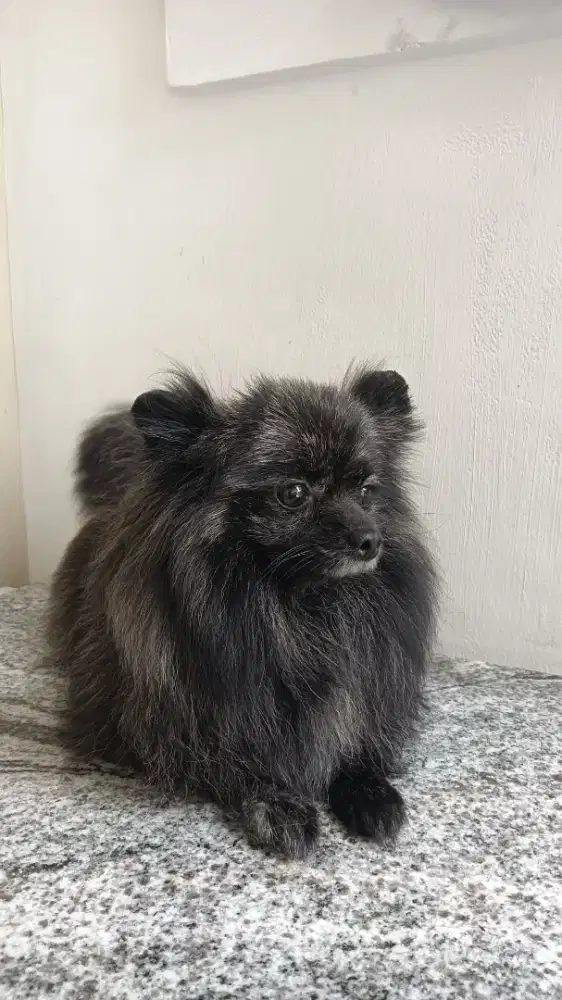 Indukan Anjing minipom Indukan pom pomeranian