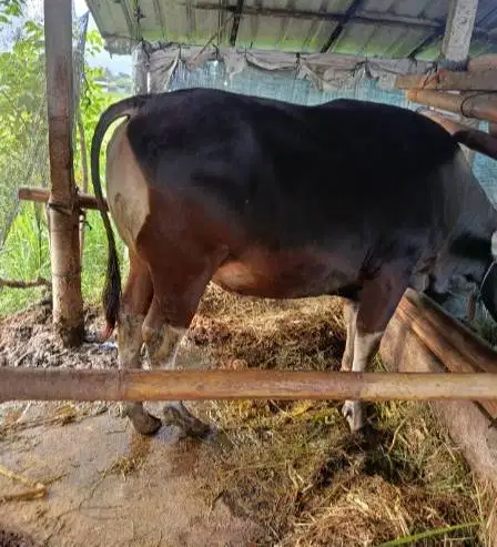 sapi bali super 325 kiloan siap hewan qurban terbaik 2026 jamin manteb