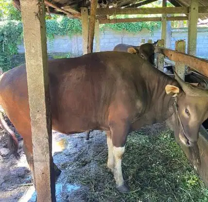 sapi bali super 325 kiloan siap hewan qurban terbaik 2026 jamin manteb