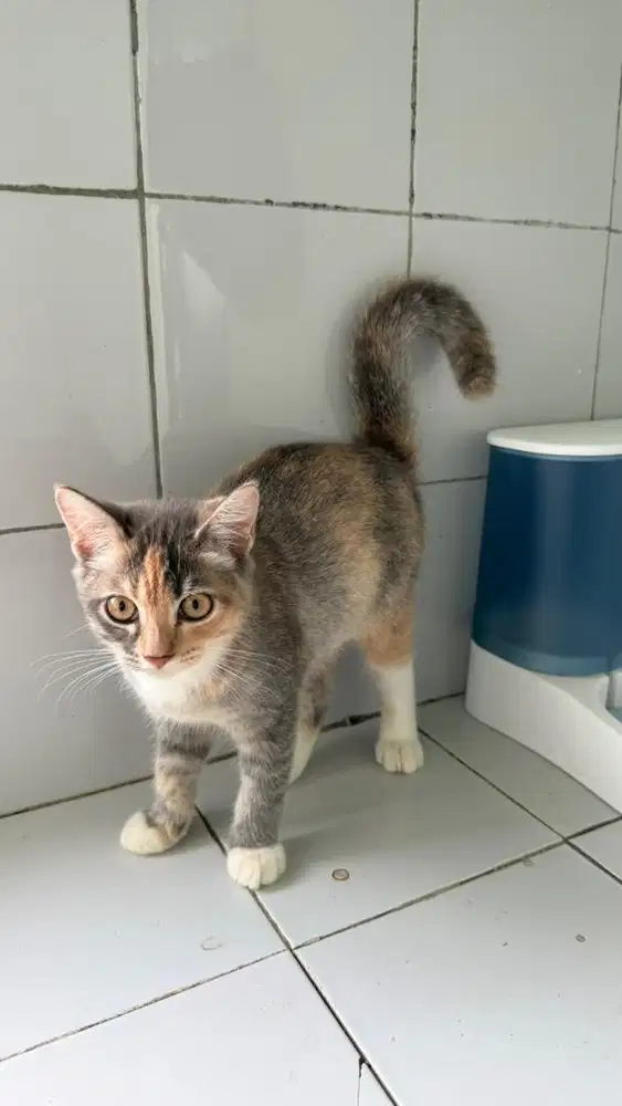 Open adopt kucing persia betina bulu 3 warna