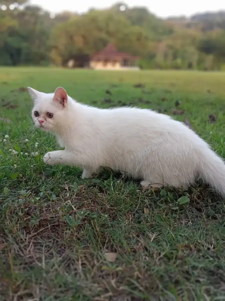 BSH WHITE SOLID JANTAN 5 BULAN