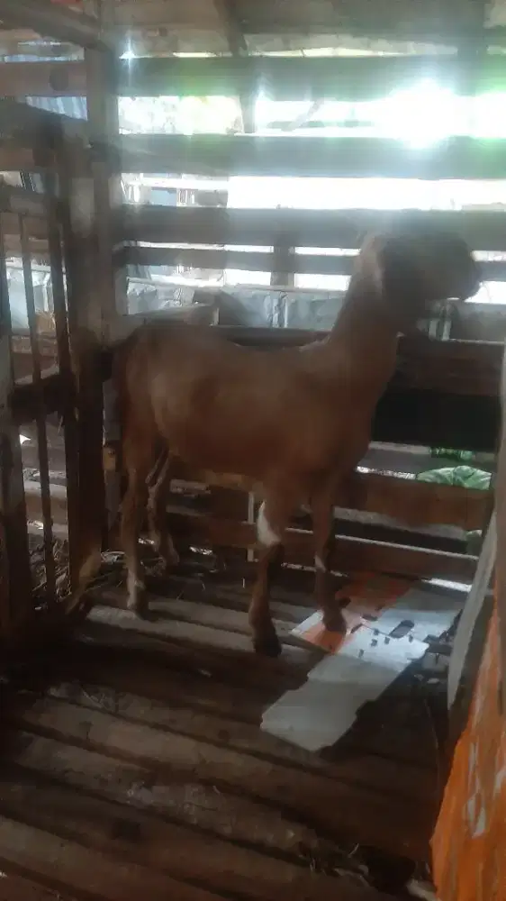 Kambing betina jawa randu