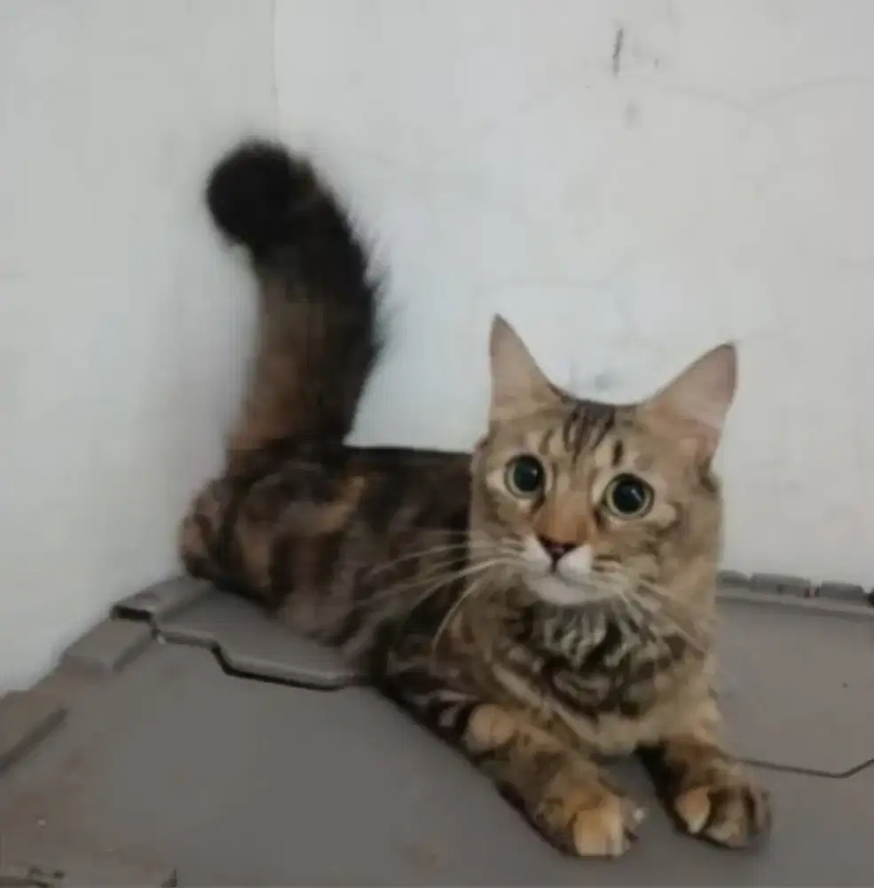 Kucing persia mujaer