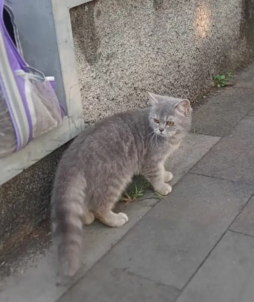 BSH SILVER TABBY BETINA 5 BUALN