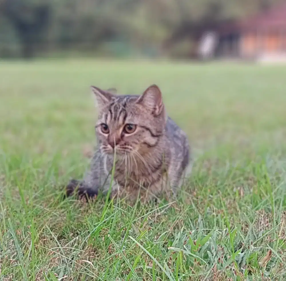 BSH GOLDEN TABBY BETINA 5 BULAN