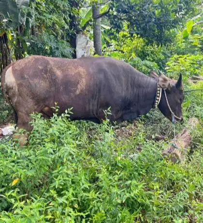 sapi bali 325kiloan superan siap sapi kurban terbaik 2026 jamin manteb