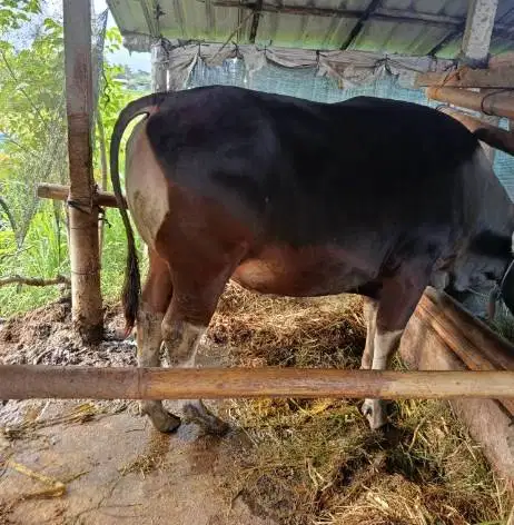 sapi bali 325kiloan superan siap sapi kurban terbaik 2026 jamin manteb