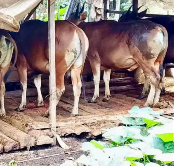 sapi bali 300kiloan superan siap sapi kurban terbaik 2026 jamin manteb