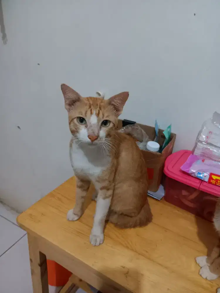 Untuk diadopsi kucing kampung