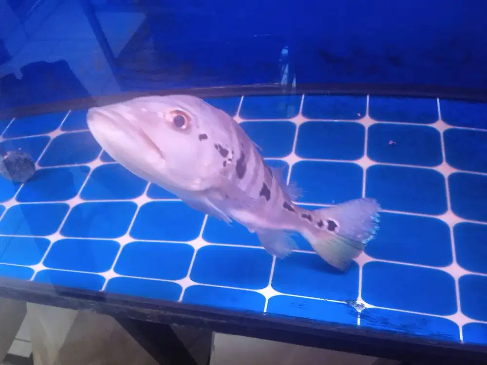 ikan peacock bass azul