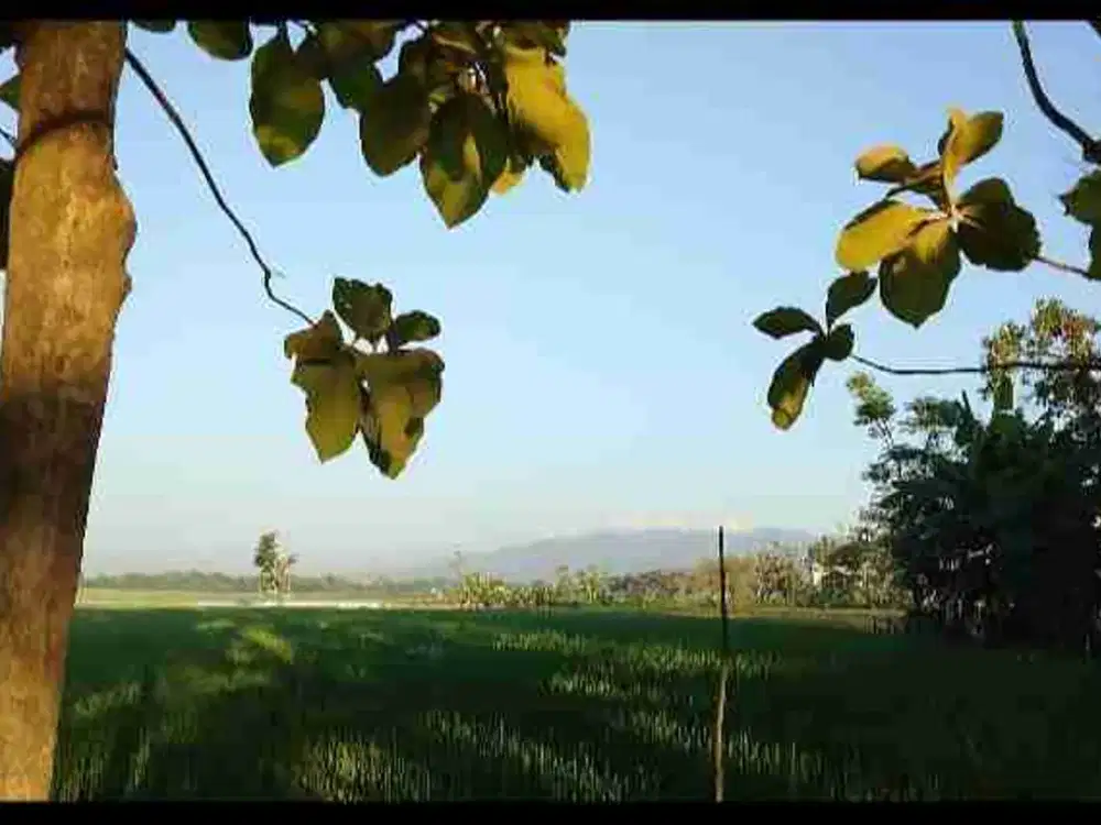 Jual Murah Tanah Sawah di Pati desa Tawangharjo kec wedarijaksa luas 965m2