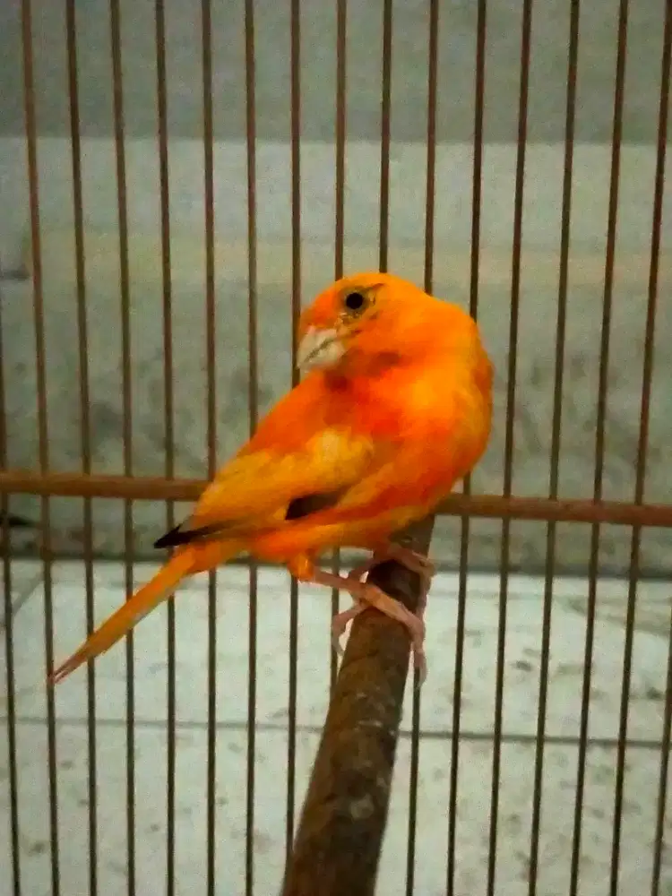 Burung kenari merlok remaja jantan