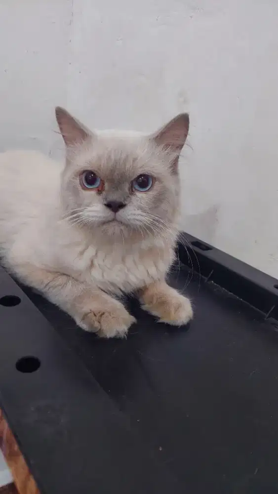 Himalayan x ragdoll