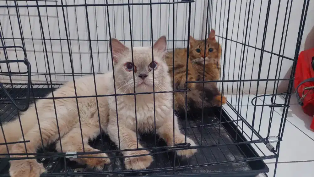 2 pasang kucing Himalayan x ragdoll