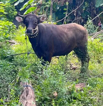 sapi bali super 325kiloan 2 tahunan siap kurban 2026 jamin manteb puas