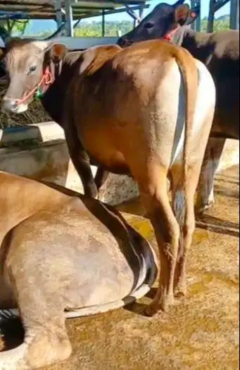 sapi bali super 325kiloan 2 tahunan siap kurban 2026 jamin manteb puas