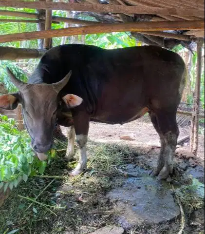 sapi bali superan 325kiloan 2 tahunan siap sapi qurban 2026 jamin puas