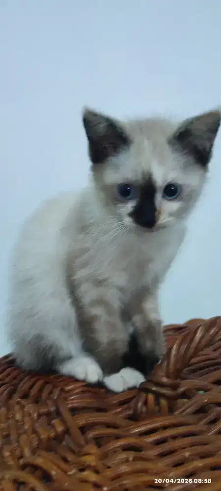 Anak kucing Himalaya